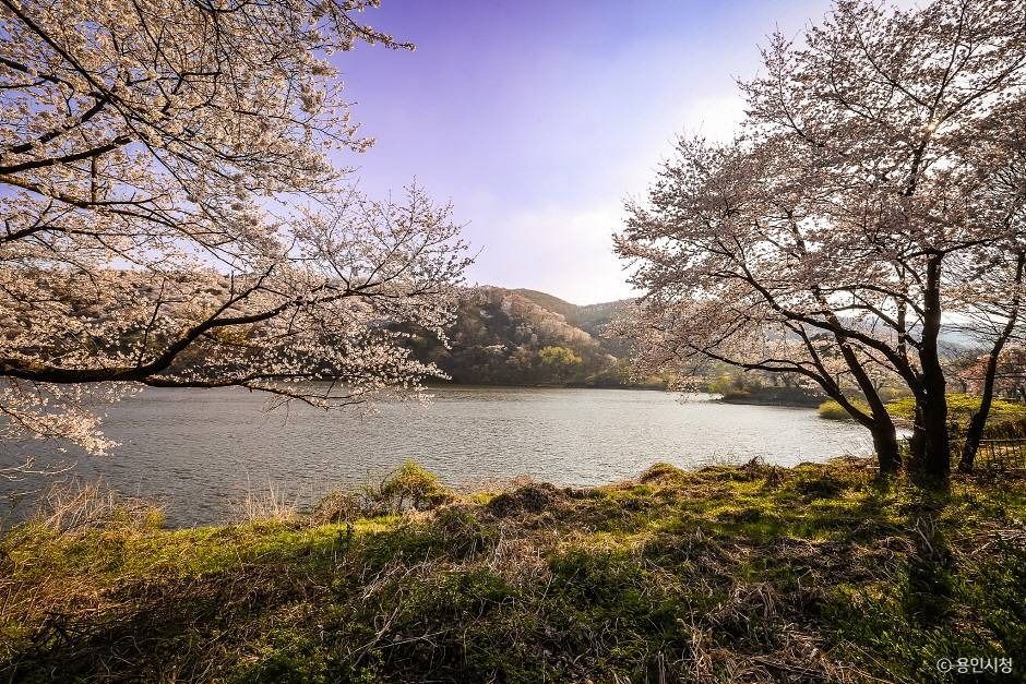 용인_가실벚꽃길 (5)