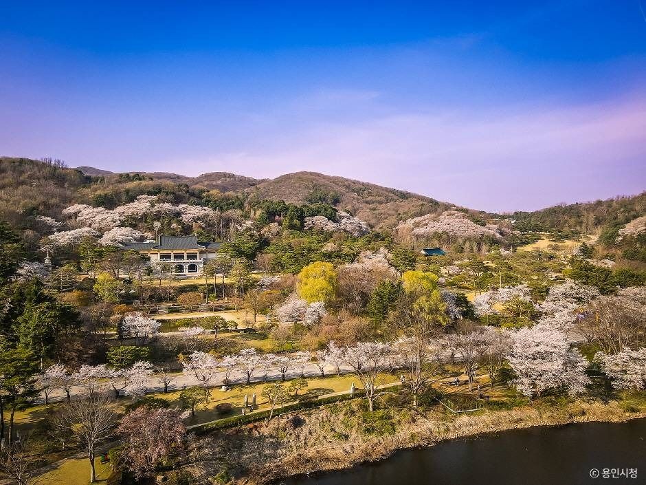 용인_가실벚꽃길 (8)