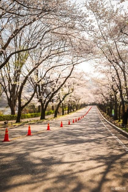 용인_가실벚꽃길 (11)