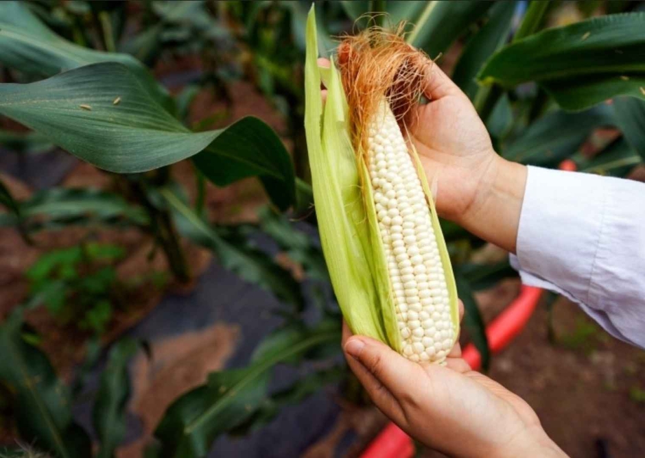 가평_가평 아홉마지기마을 (7)