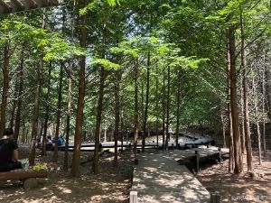 서울대공원 산림욕장