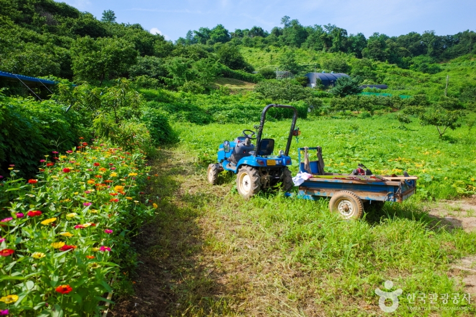 계수밤농장 (15)
