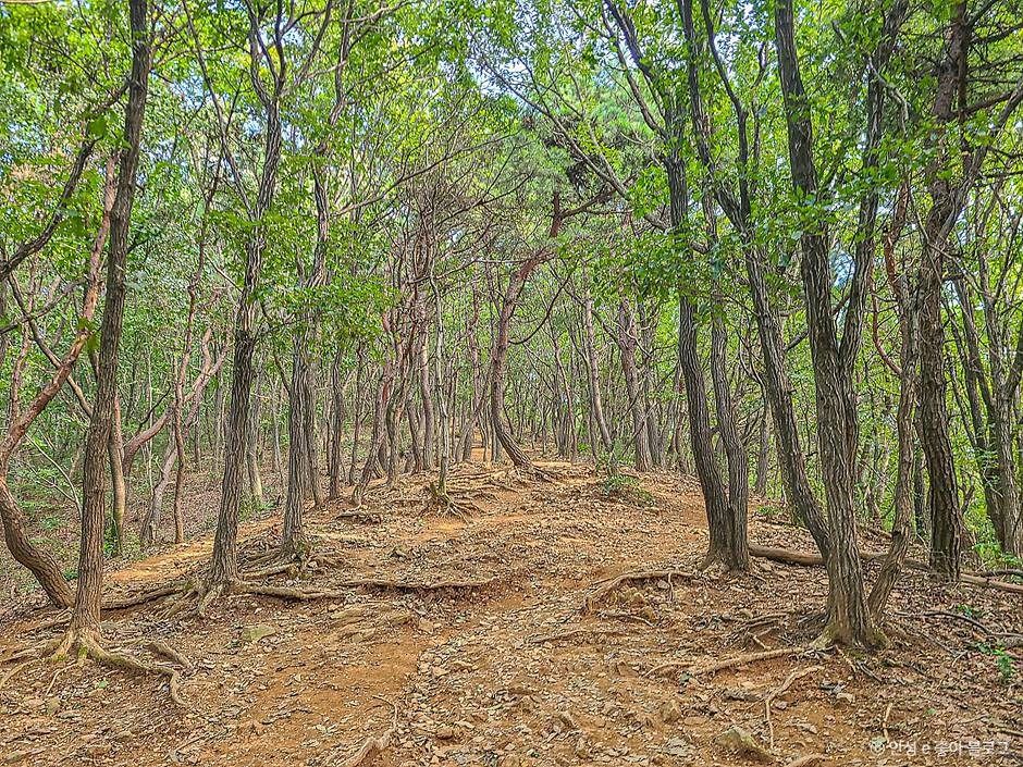 안성_고성산 (5)