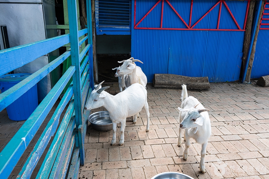 고양낙농치즈테마체험장 (3)