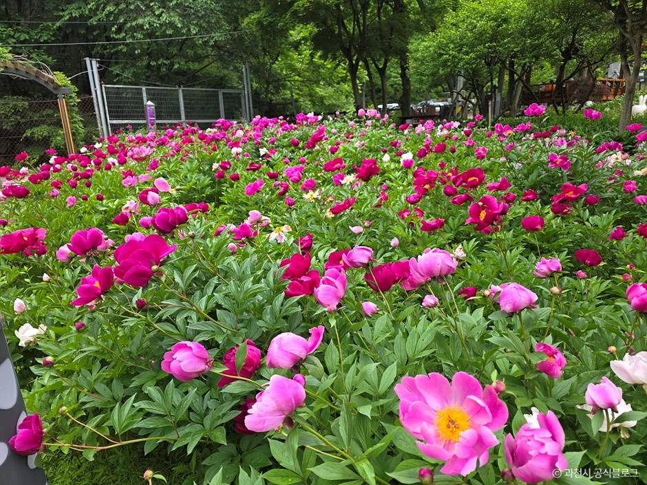 과천_과천야생화자연학습장 (4)