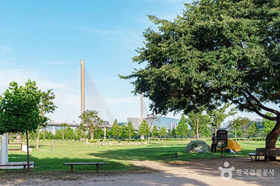 구리_구리한강시민공원(코스모스공원) (5)