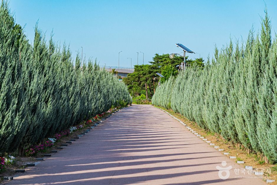 구리_구리한강시민공원(코스모스공원) (2)