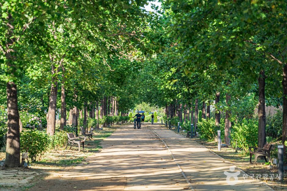 구리_구리한강시민공원(코스모스공원) (3)