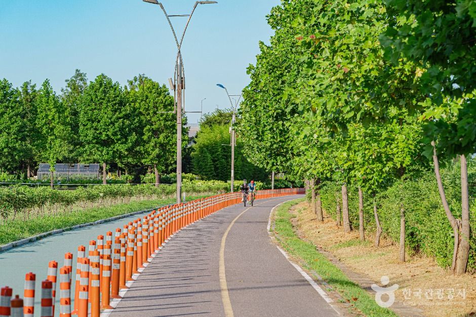 구리_구리한강시민공원(코스모스공원) (4)