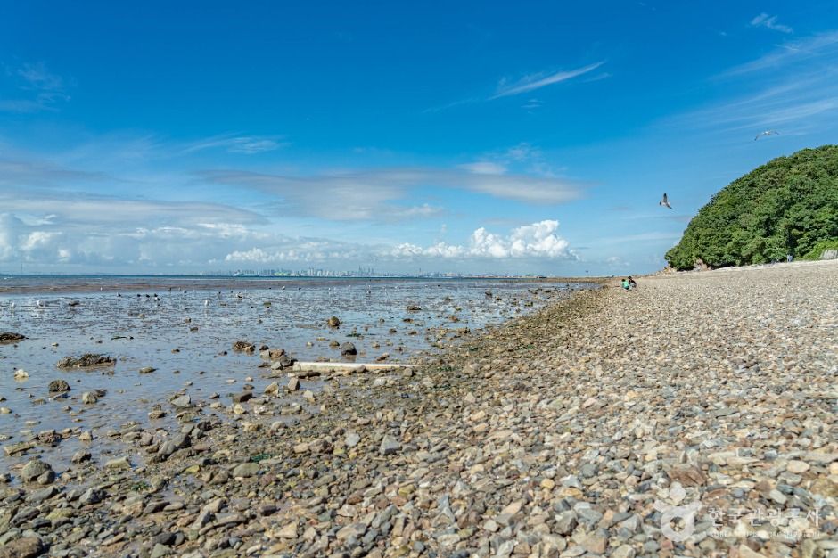 안산_구봉솔숲해수욕장 (9)