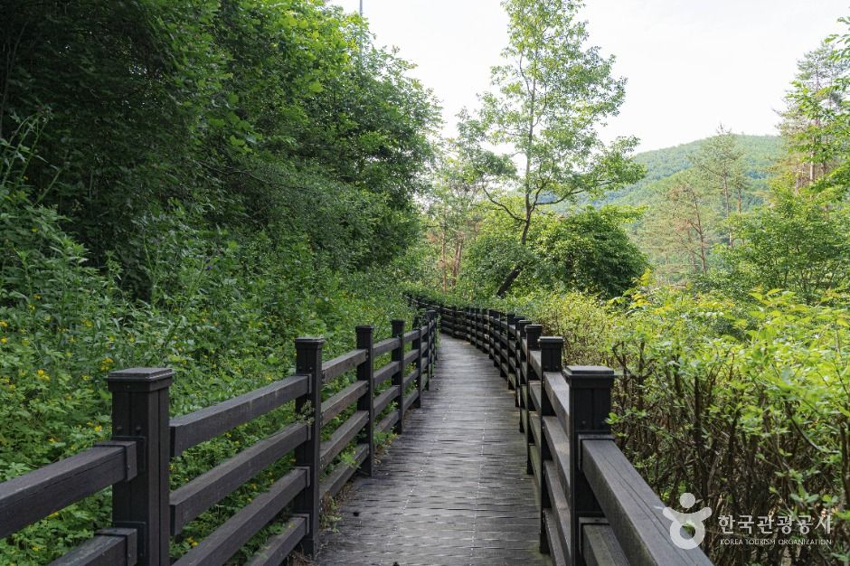 양평_국립양평치유의숲 (2)