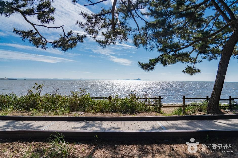 화성_궁평해송군락지 (2)