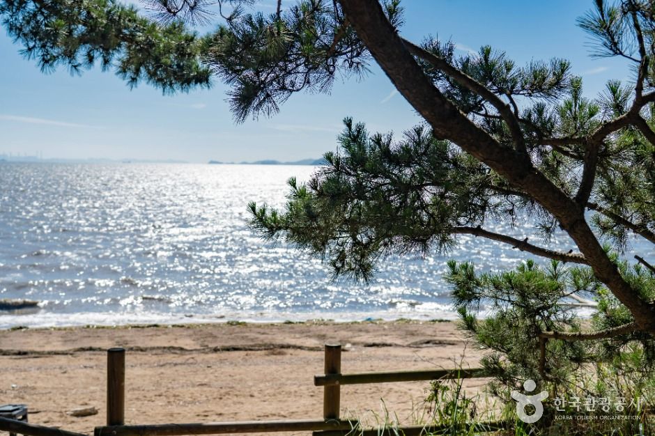 화성_궁평해송군락지 (3)