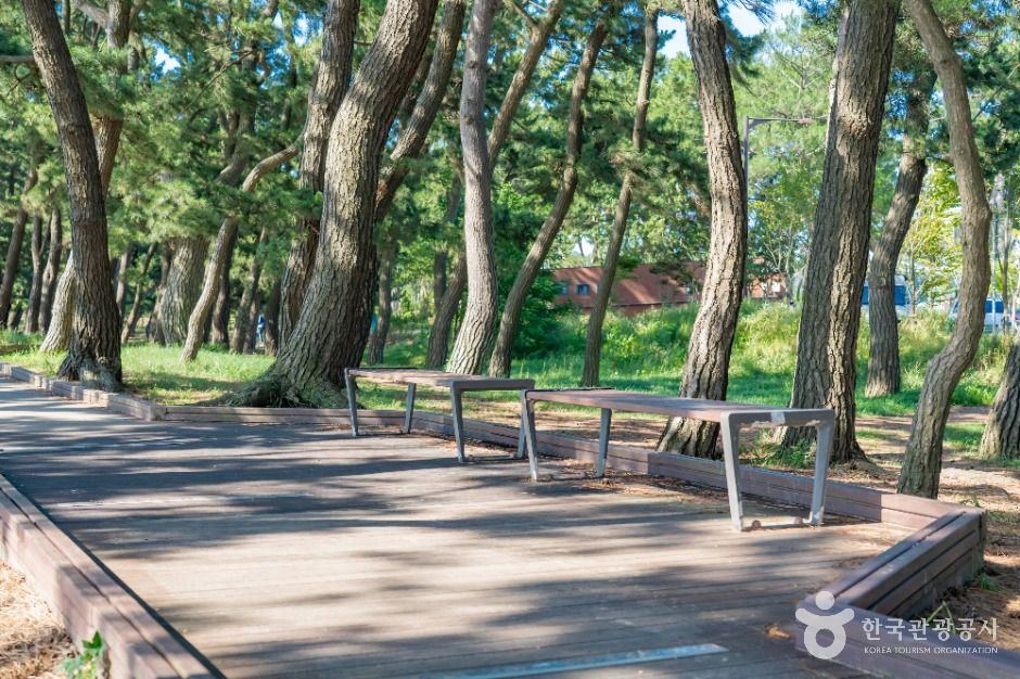 화성_궁평해송군락지 (4)