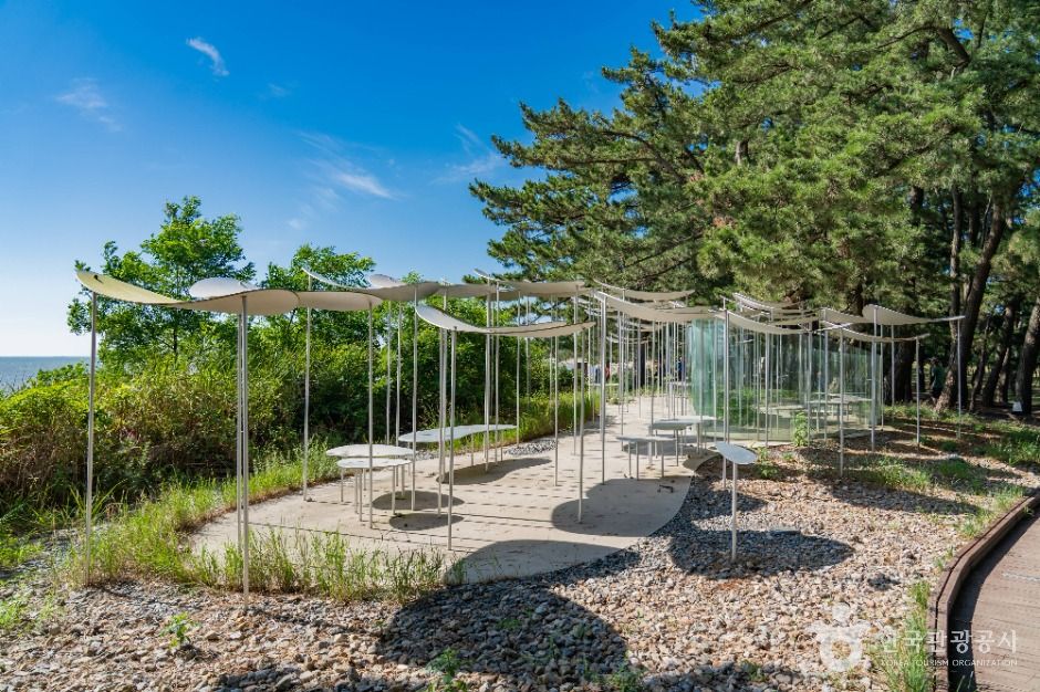 화성_궁평해송군락지 (5)