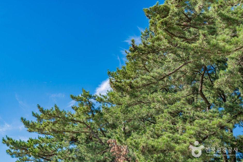 화성_궁평해송군락지 (6)