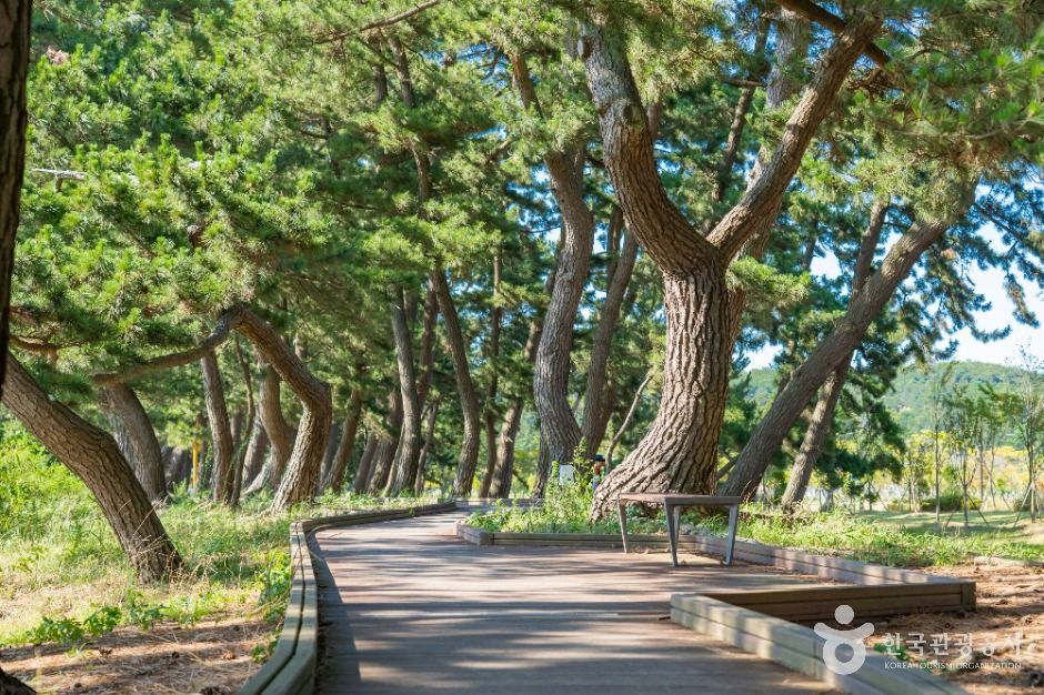 화성_궁평해송군락지 (7)