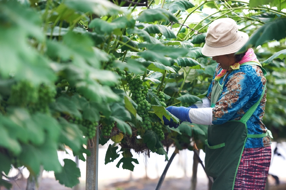 그랑꼬또 와이너리_포도밭