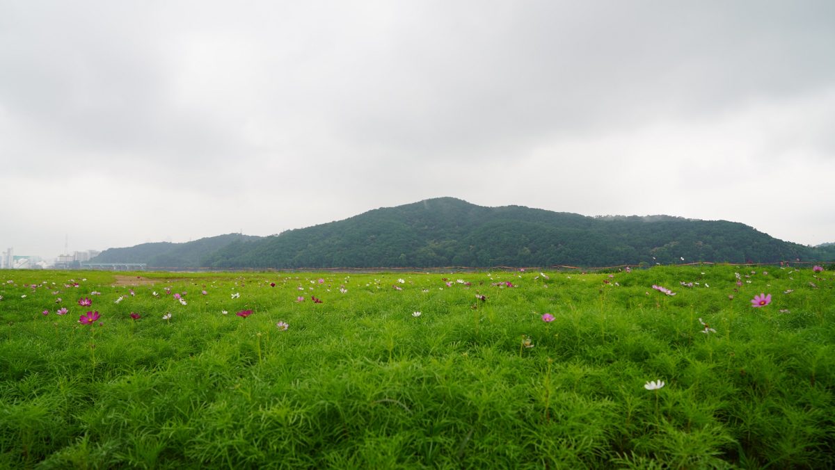 기흥호수공원_코스모스