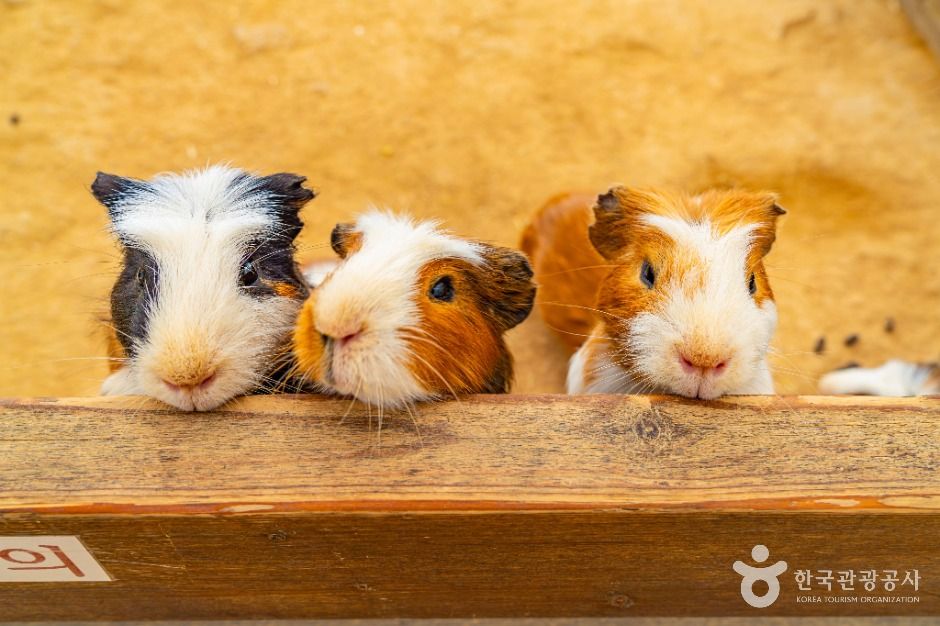 부천_나눔농장(부천) (3)