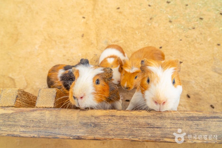 부천_나눔농장(부천) (4)