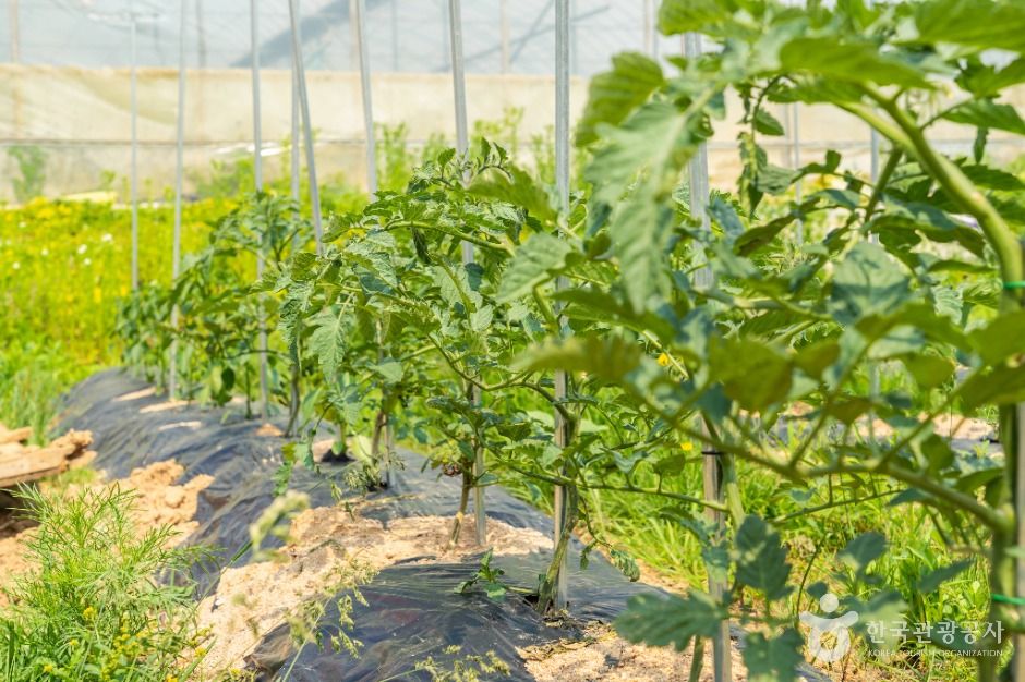 부천_나눔농장(부천) (8)