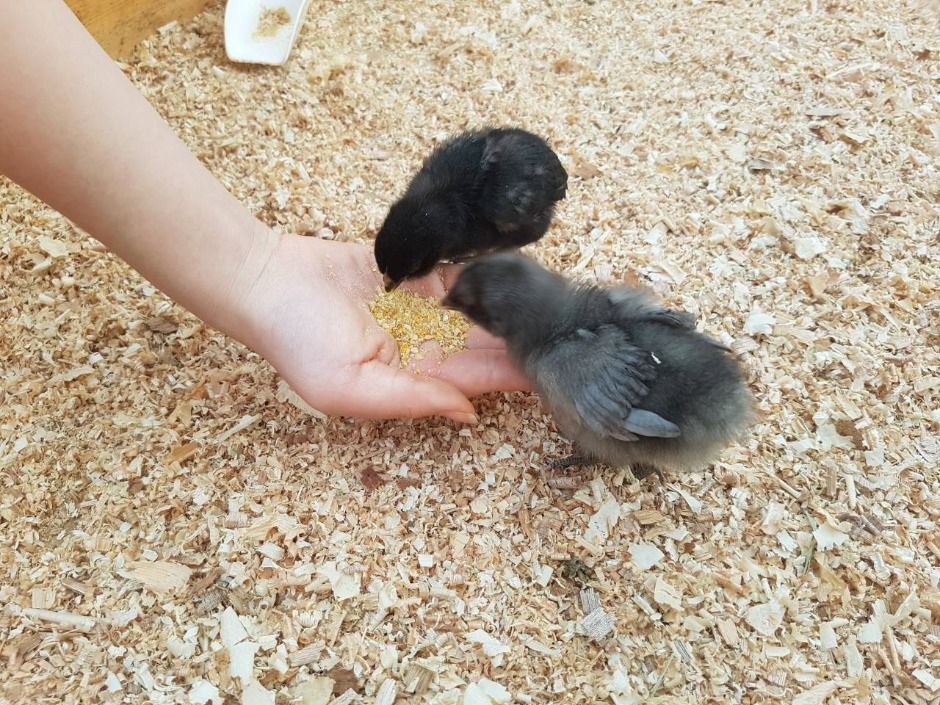 파주_나눔농장(파주) (1)