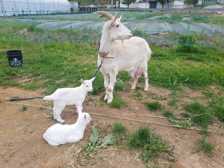 파주_나눔농장(파주) (6)