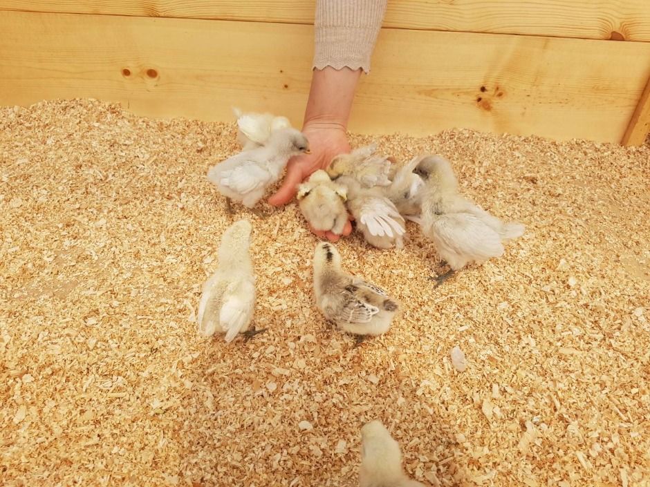 나눔농장(파주)