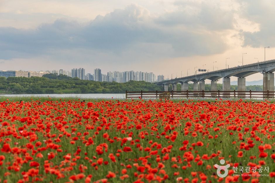 남양주_남양주한강공원(삼패지구) (3)