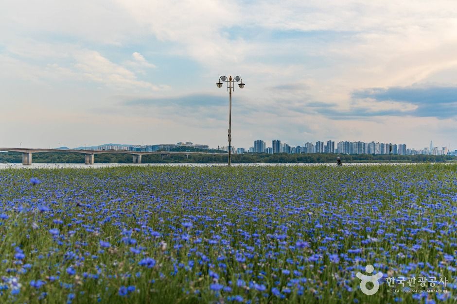 남양주_남양주한강공원(삼패지구) (4)