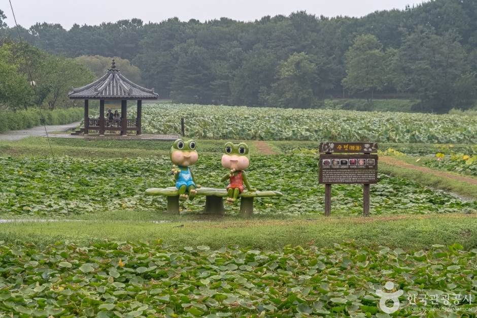 내동마을연꽃단지3