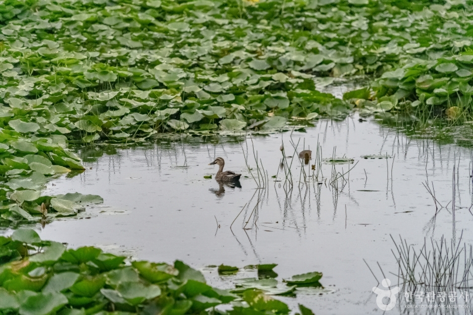 내동마을연꽃단지7
