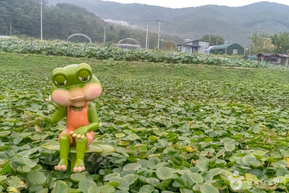 내동마을연꽃단지10