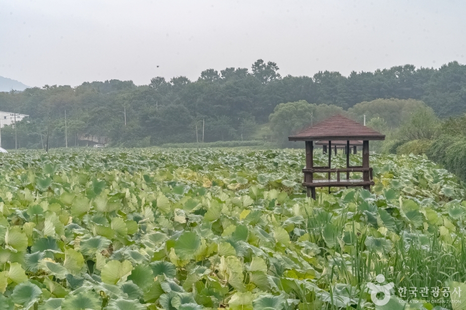 내동마을연꽃단지16