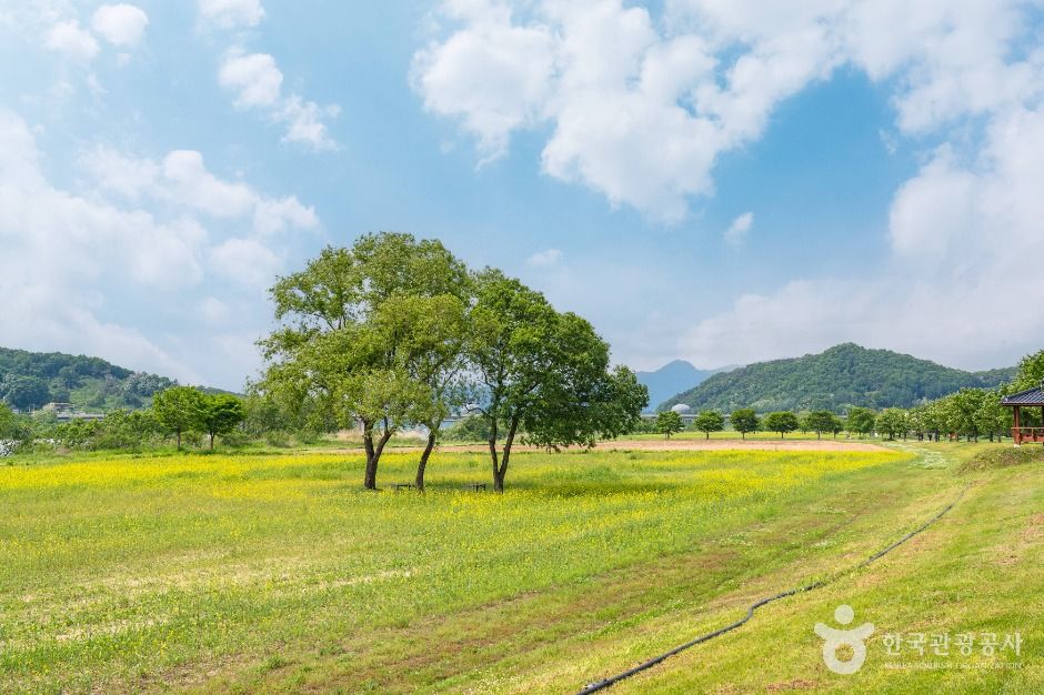 여주_당남리섬 (2)