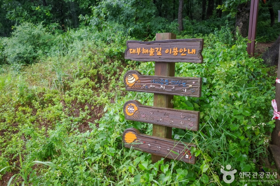 대부해솔길 1코스 (8)