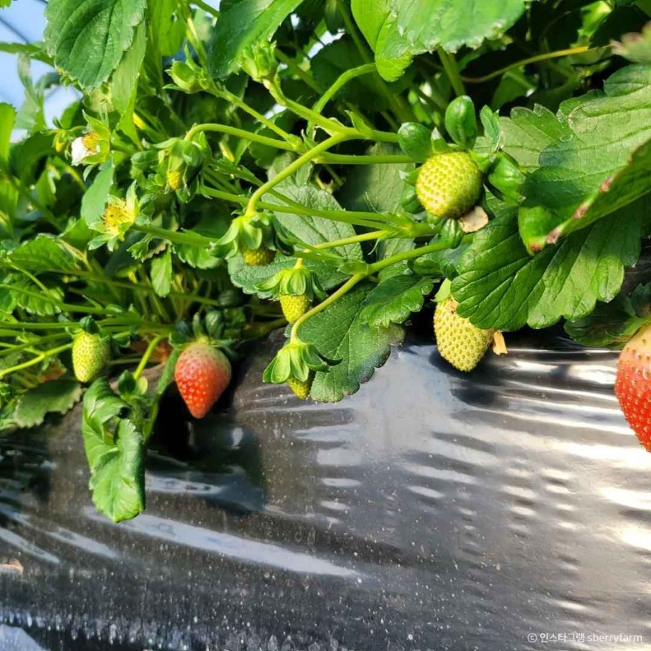 남양주 더드림딸기체험농장 (4)