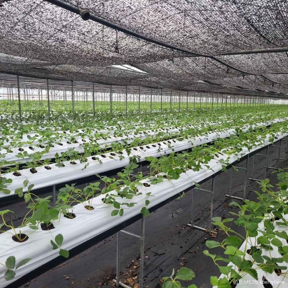 남양주 더드림딸기체험농장 (5)