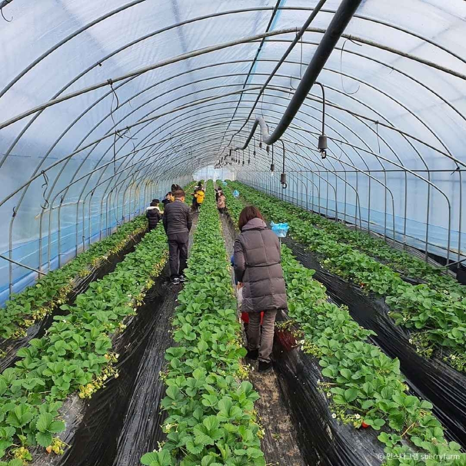 남양주 더드림딸기체험농장 (1)
