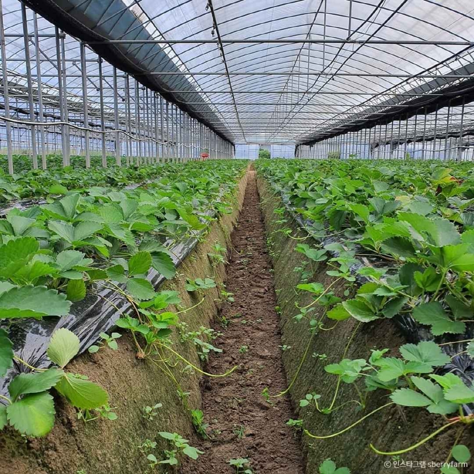 남양주 더드림딸기체험농장 (2)