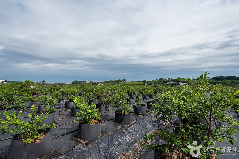 뜰안에 블루베리 농원 (2)