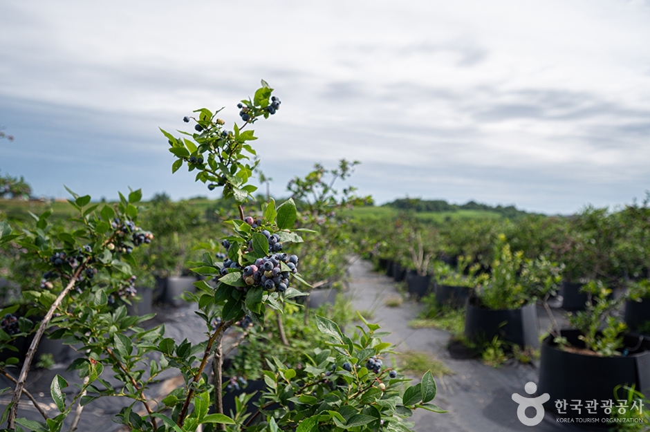 뜰안에 블루베리 농원 (4)