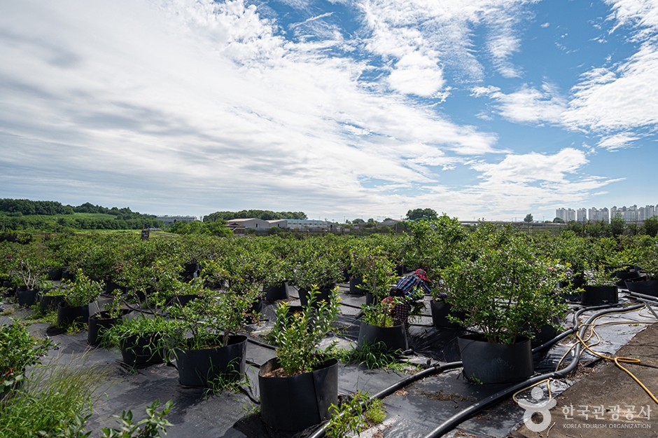 뜰안에 블루베리 농원 (6)