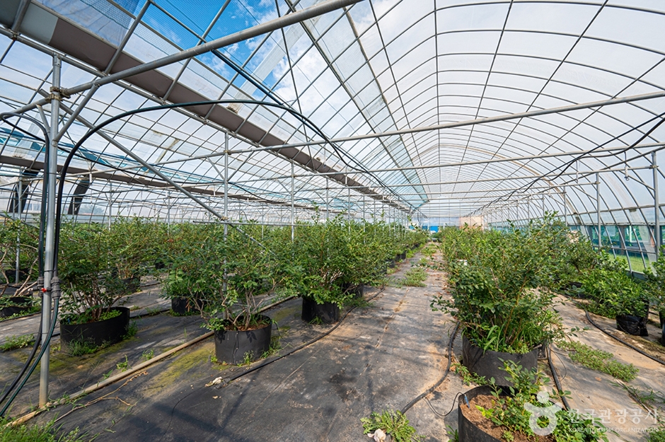 뜰안에 블루베리 농원 (14)