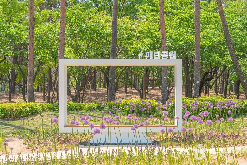 수원_매탄공원 (2)