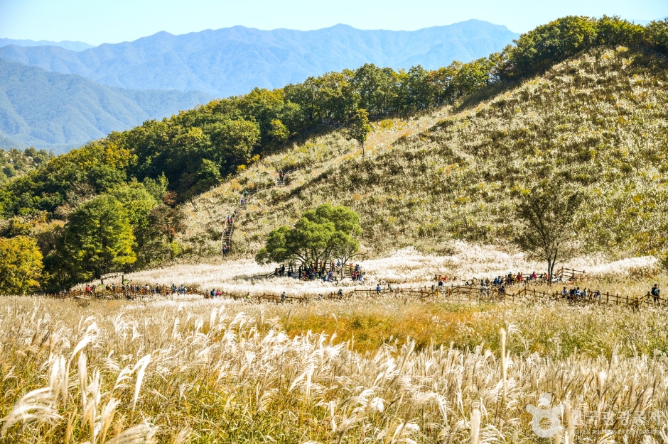 명성산억새밭 (8)