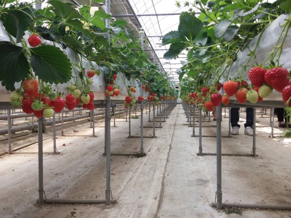 모아베리교육농장 (4)