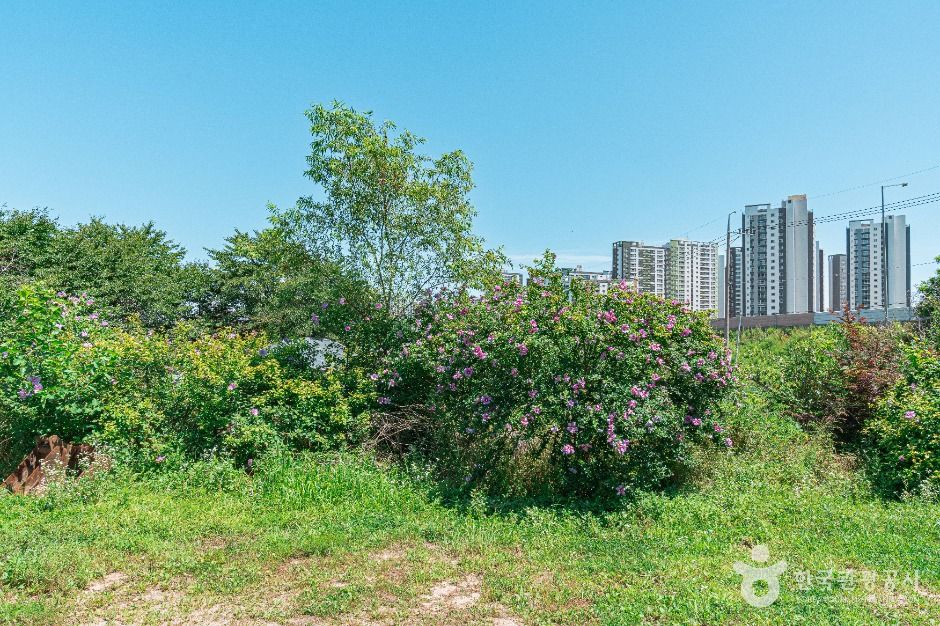 수원_무궁화동산 (4)