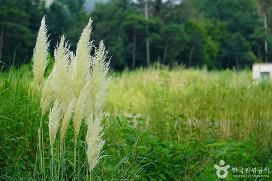 밤섬유원지 (10)